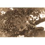 DIMEX ART Флизелинов фототапет сепия портрет на леопард 375 x 250 см