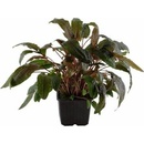 Cryptocoryne wendtii 'Tropica'