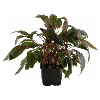 Cryptocoryne wendtii 'Tropica'