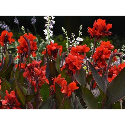Kana indická Cannova Scarlet Bronze Leaf - Canna, kont. 1 l