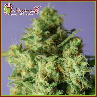 Dr. Krippling Seeds Bulk Smash AUTO semena neobsahují THC 10 ks