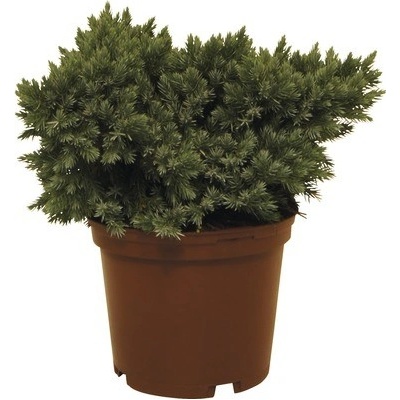 Jalovec šupinatý FloraSelf Juniperus squamata 'Blue Star' 20-25 cm květináč 3 l