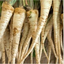 BIO Mrkva biela Küttiger - Daucus carota - predaj bio semien - 200 ks
