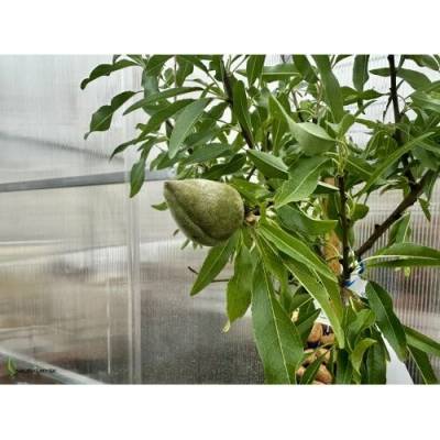 Prunus dulcis (Mandľovník) ´FILIPPO CEO´ – výška 130–160 cm, obvod kmeňa 4/6 cm, kont. C10L