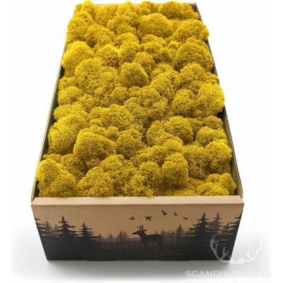Lišajník mach vyčistený žltý 0,5kg FIN
