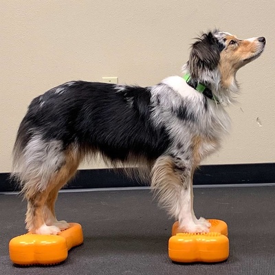 FitPAWS Balančná plošina pre psy Mini K9FITbone 2 ks 29x16,5x6cm