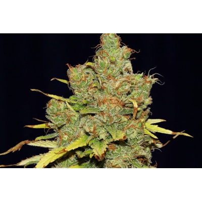 Seedsman C99 x Blueberry Fast semienka neobsahujú THC 5 ks