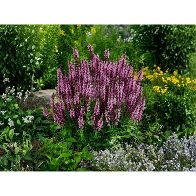Šalvia hájna Sensation Compact Bright Rose, kvetináč 17 cm
