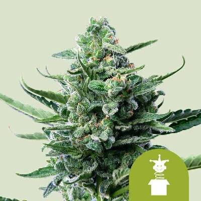 Royal Queen Seeds Royal Jack AUTO semena neobsahuji THC 3 ks