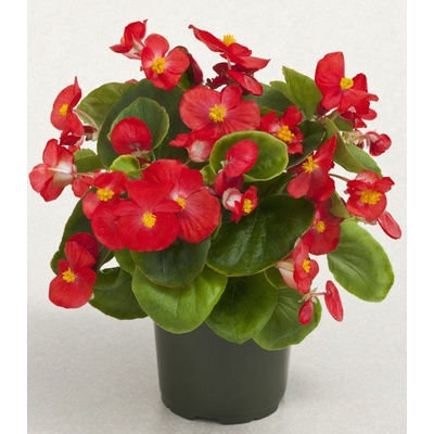 Begonie Super Olympia červená F1 - Begonia semperflorens - osivo begónie - 12 ks