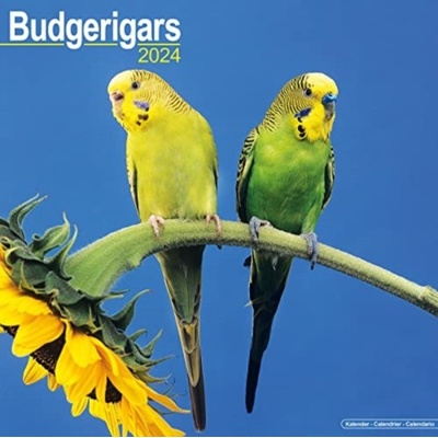 Budgerigar Square Bird Wall 16 Month 2024