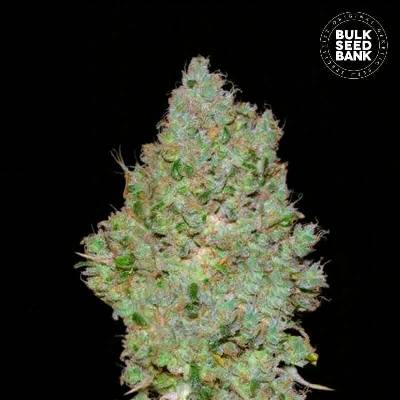 Bulk Seed Bank Jack Hair semena neobsahují THC 10 ks