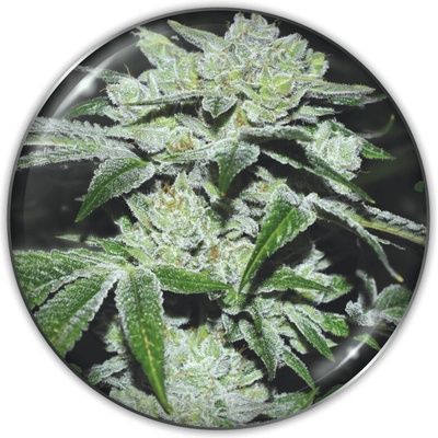 Medical Seeds Co. Sour Glue semienka neobsahujú THC 10 ks