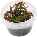 Ammania gracilis - Tuhanka něžná