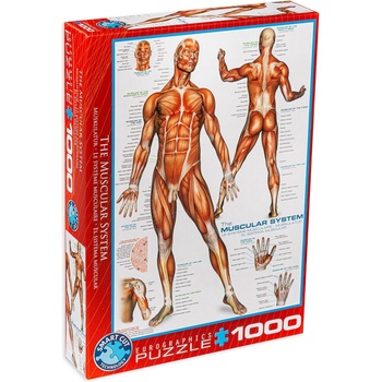 EUROGRAPHICS Пъзел Eurographics от 1000 части - Мускулна система (60002015)