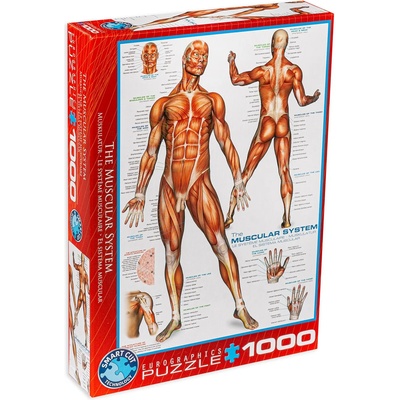 EUROGRAPHICS Пъзел Eurographics от 1000 части - Мускулна система (60002015)