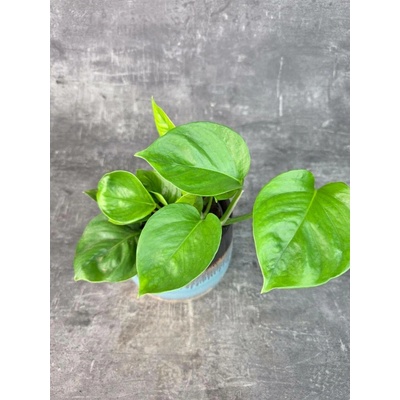 Epipremnum Global Green 12 cm