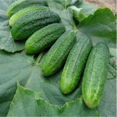 Uhorka partenokarpická Partner F1 - Cucumis sativus - semená uhorky - 50 ks