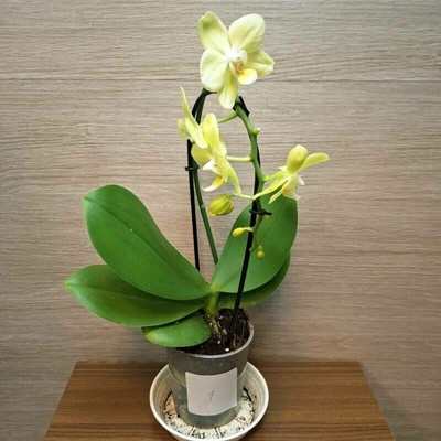 Phalaenopsis Mini světle zelená č1