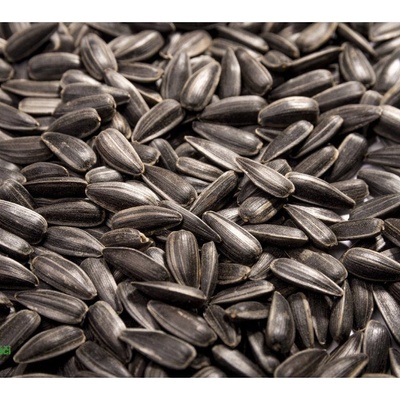Microgreens Slunečnice roční na 1 kg