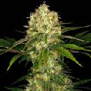 Sensi Seeds Afghani #1 semena neobsahují THC 10 ks