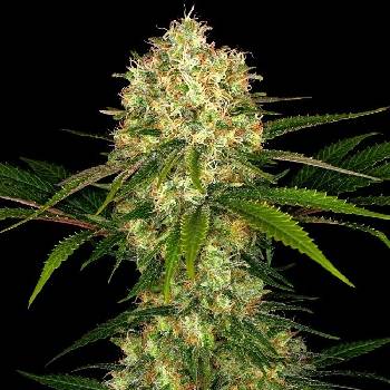 Sensi Seeds Afghani #1 semena neobsahují THC 3 ks