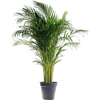Areka, Areca lutescens, vysoká 120 - 150 cm, průměr květináče 24 cm