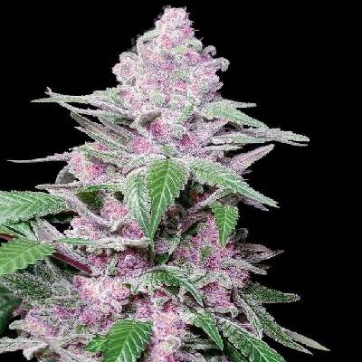 Sensi Seeds Purple Cookie Kush Research semena neobsahují THC 3 ks