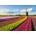 Jumbo - Puzzle Field of Tulips - 1 000 piese