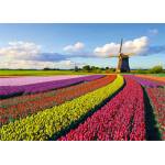 Jumbo - Puzzle Field of Tulips - 1 000 piese