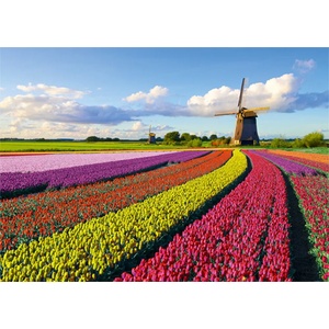 Jumbo - Puzzle Field of Tulips - 1 000 piese