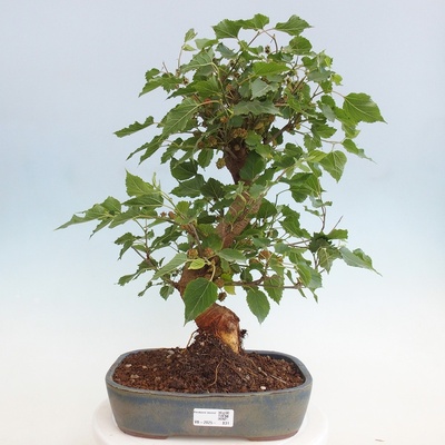 e-bonsai Venkovní bonsai -Morus alba - moruše