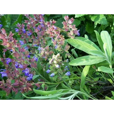 levandule-online.cz Šalvěj lékařská Salvia officinalis