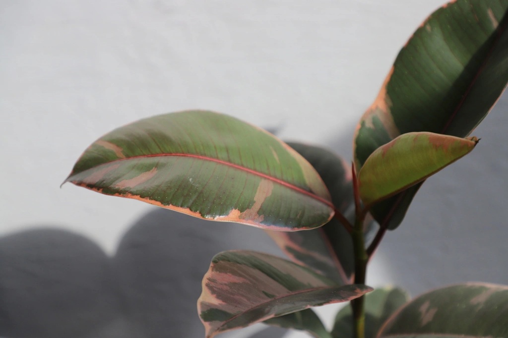 Ficus Elastica Belize