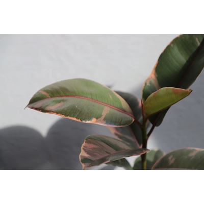 Ficus Elastica Belize