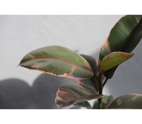Ficus Elastica Belize