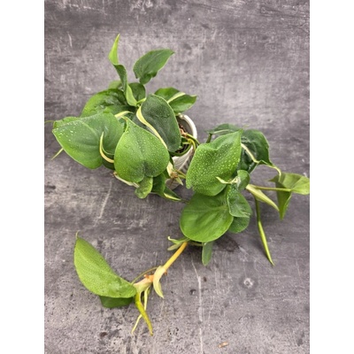 Philodendron Rio