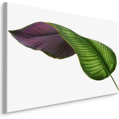 MyBestHome BOX Plátno Calathea List Na Bílém Pozadí Varianta: 100x70