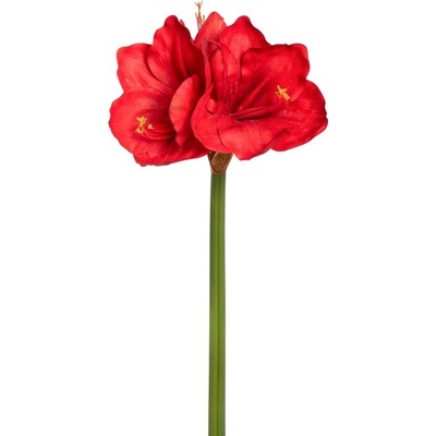 Hvězdník - Amaryllis x3 červený V68 cm