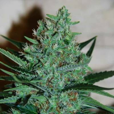 G13 Labs Seeds White Lavender semena neobsahují THC 5 ks