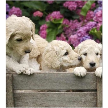 DIMEX ART s. r. o Флизелинов фототапет кученца лабрадор 225 x 250 см