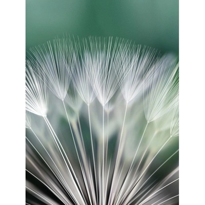Preinterier Fototapeta panel - PL0136 - Púpava vlies - 206cm x 275cm