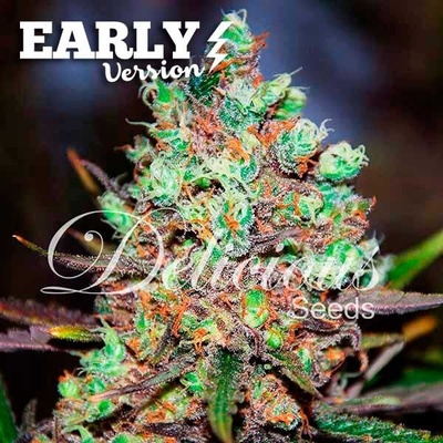 Delicious Seeds Cotton Candy Kush Early Version semena neobsahuji THC 10 ks