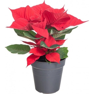 Vánoční hvězda, Poinsettia, 1 výhonová, vysoká do 30 cm, červená – Zboží Dáma