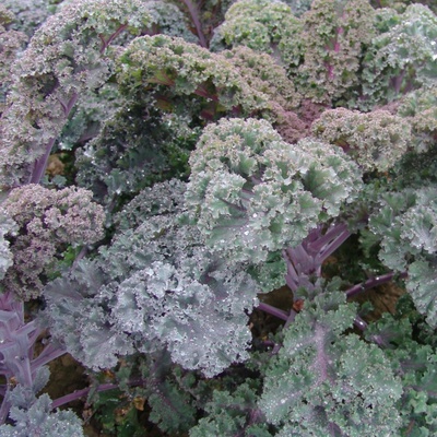 Kel kučeravý Scarlet - červený - Brassica oleracea - Scarlet- semená 150 ks