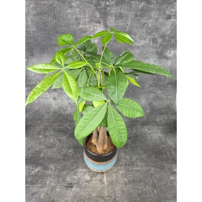Pachira Aquatica, strom štěstí 14 cm (Dřevina, která miluje suché nohy)