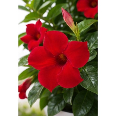 Mandevila Sundaville Cosmos Red