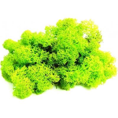 Verdissimo Stabilizovaný lišejník Island 0,5 kg (0,0625 m2), světle zelená