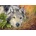 Castorland - Puzzle Pure Soul - 500 piese