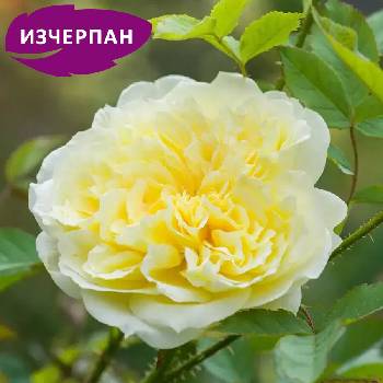 David Austin® Роза Country Parson® - David Austin®